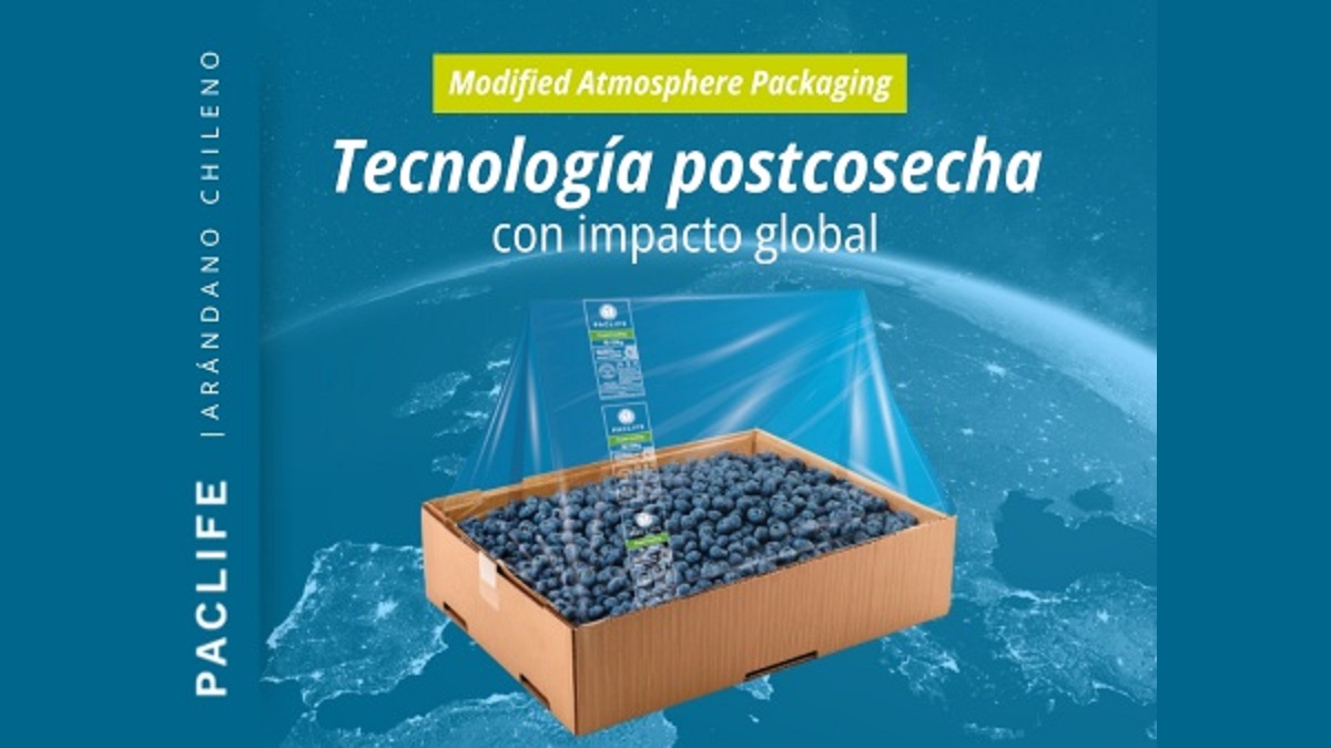 Chilean blueberries face postharvest challenges with tailored packaging.jpg